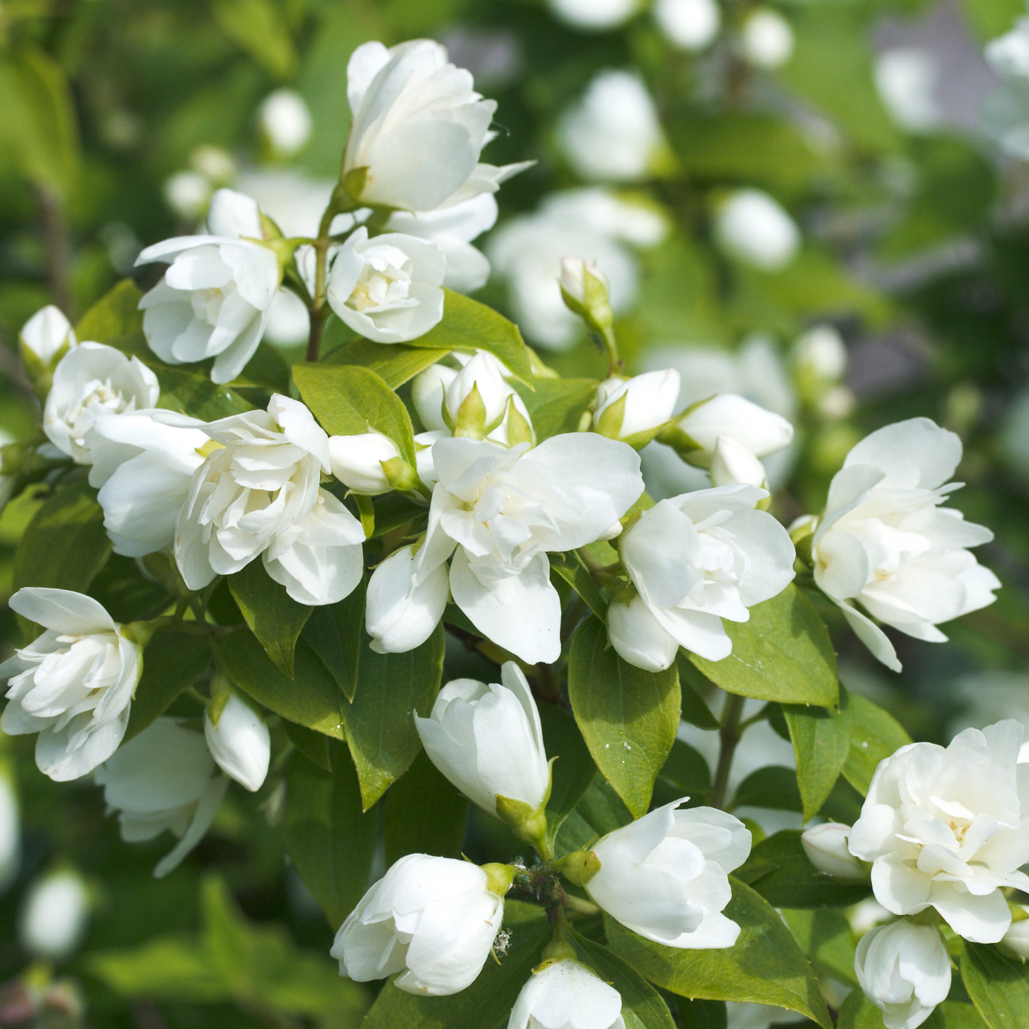 Philadelphus lemoinei 'Manteau d'Hermine'